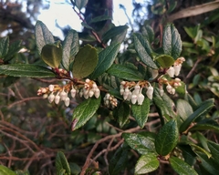Gaultheria insana
