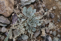 Physaria floribunda