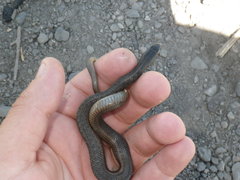 Thamnophis gigas