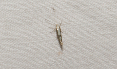 Argyresthia conjugella