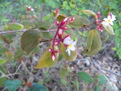 Miconia submontana