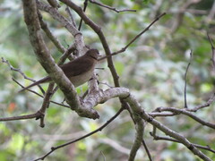 Turdus assimilis