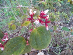 Miconia submontana