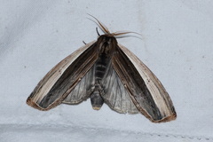 Truncaptera truncata