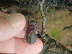 Neurocordulia yamaskanensis