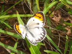 Colotis antevippe antevippe