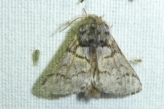 Thaumetopoea pinivora