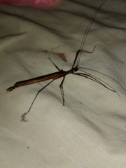 Pseudophasma unicolor