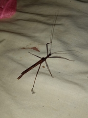 Pseudophasma unicolor