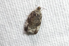 Apotomis sauciana