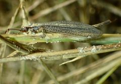 Macronemurus appendiculatus