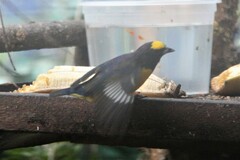 Euphonia chlorotica