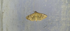 Haritalodes