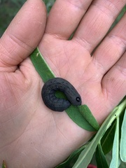 Proserpinus flavofasciata