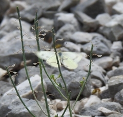 Pieris ergane