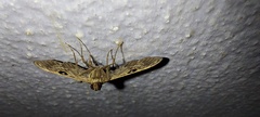 Rhimphaliodes