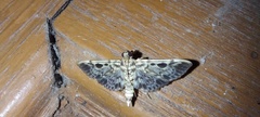 Rhimphaliodes macrostigma