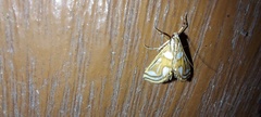 Neocataclysta magnificalis