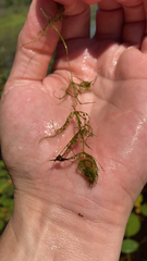 Chara haitensis