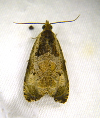 Olethreutes punctanum