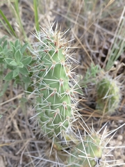 Opuntia polyacantha polyacantha