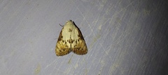 Heortia vitessoides