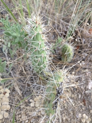 Opuntia polyacantha polyacantha