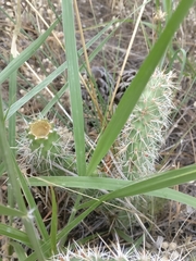 Opuntia polyacantha polyacantha