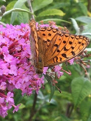 Argynnis adippe