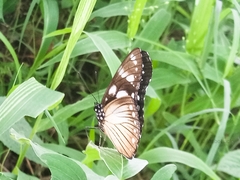 Hypolimnas anthedon anthedon