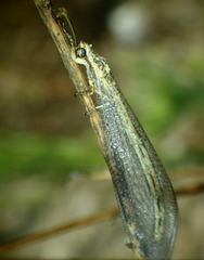 Macronemurus appendiculatus