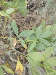 Thermopsis divaricarpa
