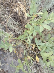 Thermopsis divaricarpa