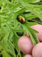 Chrysolina graminis