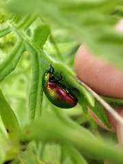 Chrysolina graminis