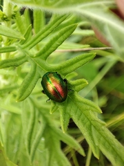 Chrysolina graminis