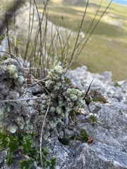 Erica occulta