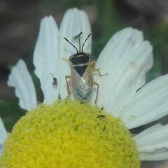Geocoris megacephalus