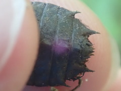 Neurocordulia yamaskanensis