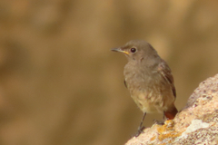 Phoenicurus ochruros