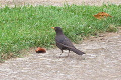 Turdus merula