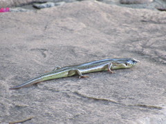 Plestiodon obsoletus