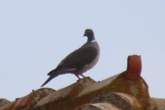 Columba palumbus