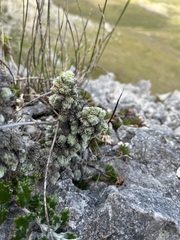 Erica occulta