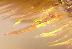 Lasioglossum laticeps