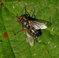 Voria ruralis