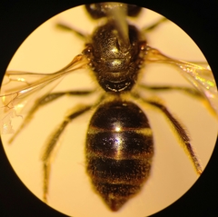 Lasioglossum laticeps