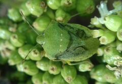 Nezara viridula