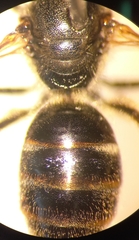 Lasioglossum laticeps