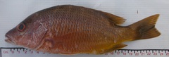 Lutjanus argentiventris